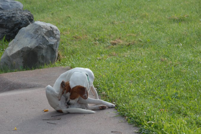 100610-012pocahontascowvamarlintondog-licking-junk
