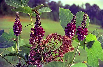 Dawson Co GA Kudzu photo by Roy Burke