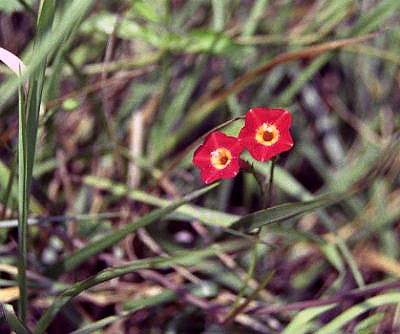 0001-10dawsoncogasmredmorningglory