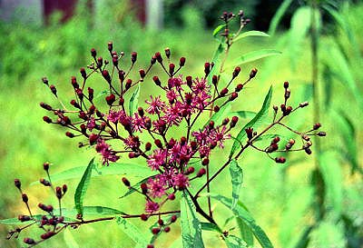 0001-11dawsoncogaironweed