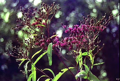 0001-12dawsoncogaironweed