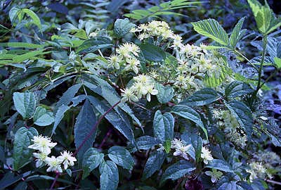 0001-17gilmercogawildclematis