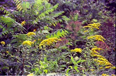 0001-18gilmercogagoldenrod