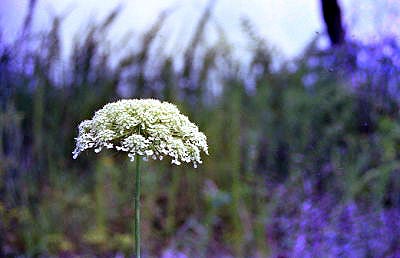 0001-21gilmercogaqueenanneslace