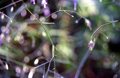 0002-02gilmercogabellflower