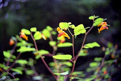 0002-06gilmercogajewelweed