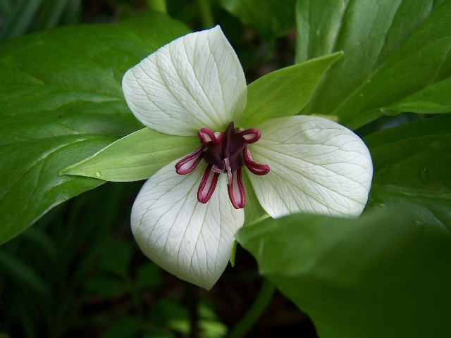 Southern Nodding Trillium-Trillium Rugelii flower 02 photo by Roy Burke