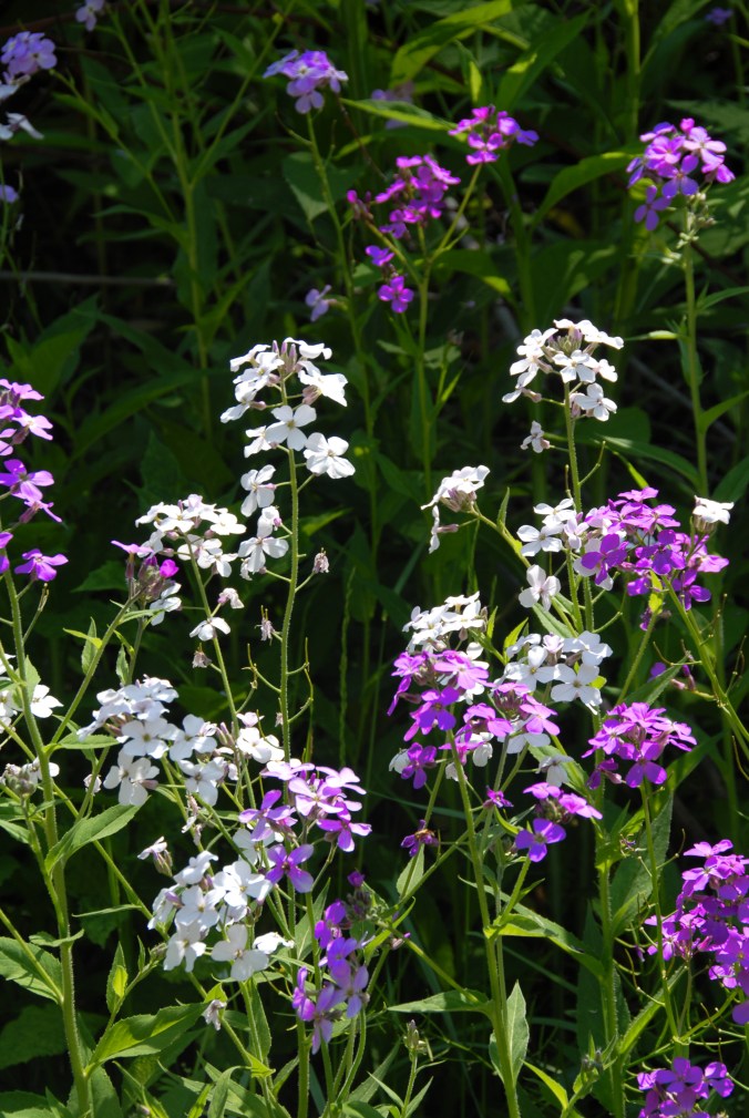 070522-039-MitchellCoNcDamesRocket02A