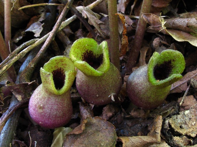 Web-LittleBrownJug-HexastylisArifolia-Flower03
